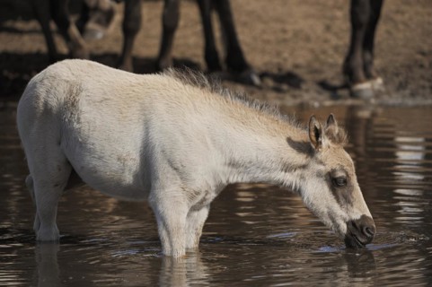 Duelmen wild horse, foal in the water, Merfelder Bruch, Duelmen, North Rhine-Westphalia, Germany,