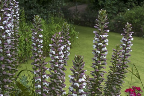 Inflorescence of bear's breeches (Acanthus) in the Parc Floral et Tropical de la Court d'Aron,