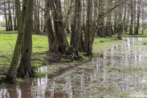 Alder quarry forest (Alnus glutinosa), Emsland, Lower Saxony, Germany, Europe
