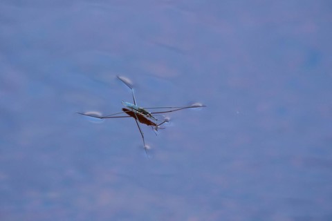 Common pond skater (Gerris lacustris), near Hartola, Finland, Europe