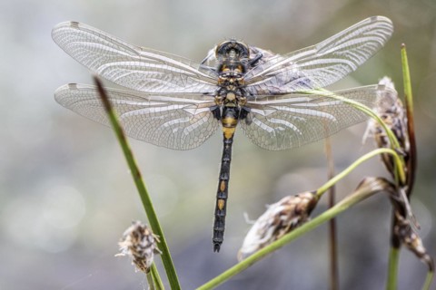 Ruby whiteface (Leucorrhinia rubicunda) on common cottongrass (Eriophorum angustifolium), Emsland,
