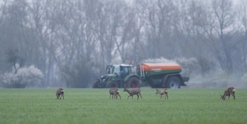 European roe deers (Capreolus capreolus) with winter fur standing in a grain field, tractor with