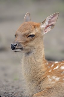 Sika deer (Cervus nippon), deer calf, captive, Germany, Europe