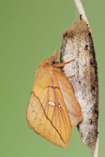 Drinker moth (Euthrix potatoria), freshly hatched butterfly on the cocoon, North Rhine-Westphalia,
