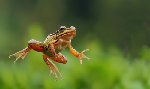 Close-up of Rana arvalis in mid-jump AI generated