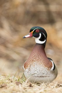 Wood duck (Aix sponsa), male standing on grass and watching, City of Saint-Mathieu-du-Parc,