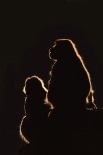 Djelada or gelada baboon (Theropithecus gelada), female in backlight, captive, occurrence in