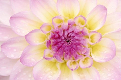 Decorative dahlia 'El Paso' (Dahlia Hybride), detail of the flower, ornamental plant, North