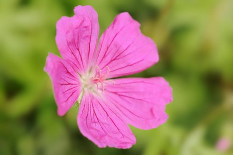 Bloody cranesbill (Geranium sanguineum), flower, ornamental plant, North Rhine-Westphalia, Germany,