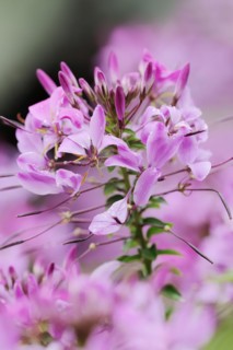 Spider flower or spider plant (Cleome spinosa, Tarenaya hassleriana), flowers, ornamental plant,