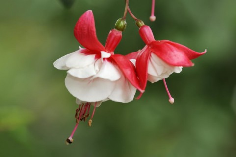 Fuchsia 'Tausendschoen' (Fuchsia hybride), flowers, ornamental plant, North Rhine-Westphalia,