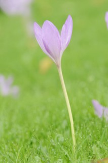 Autumn crocus or meadow saffron (Colchicum autumnale), North Rhine-Westphalia, Germany, Europe