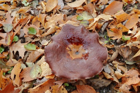 Chestnut-brown stem porling or black-red porling (Picipes badius, Polyporus badius), autumn, North