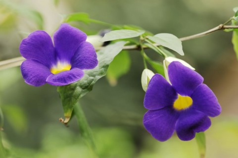 Bush clockvine (Thunbergia erecta), flower, native to Africa, ornamental plant, North