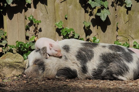Goettingen minipig (Sus scrofa f. domestica), sow and piglet, North Rhine-Westphalia, Germany,