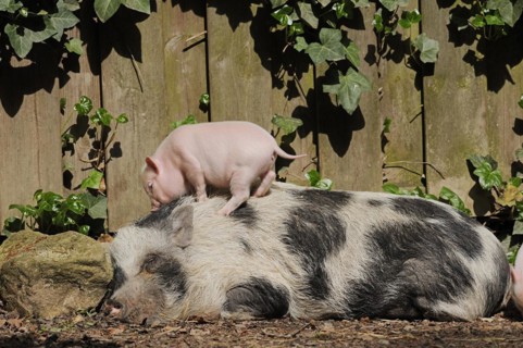 Goettingen minipig (Sus scrofa f. domestica), sow and piglet, North Rhine-Westphalia, Germany,