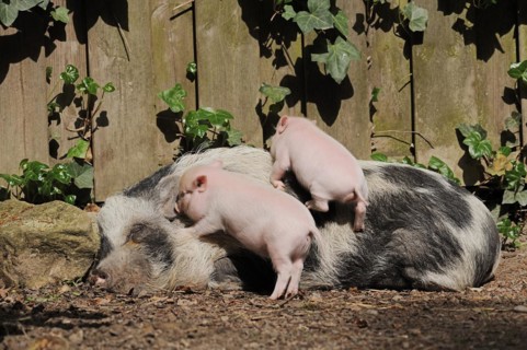 Goettingen minipig (Sus scrofa f. domestica), sow and piglet, North Rhine-Westphalia, Germany,