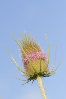 Wild teasel (Dipsacus fullonum, Dipsacus sylvestris), inflorescence, North Rhine-Westphalia,