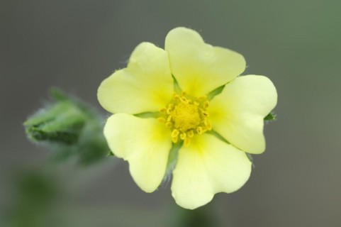 Tall cinquefoil or upright cinquefoil (Potentilla recta), flower, North Rhine-Westphalia, Germany,