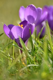 Purple crocuses on the edge of the Hunsrueck-Hochwald National Park, Rhineland-Palatinate, Germany,