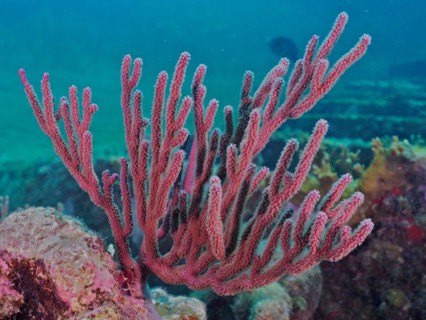 Black sea fan (Iciligorgia schrammi) with open polyps. Dive site John Pennekamp Coral Reef State