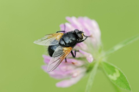 Cattle fly or noonday fly (Mesembrina meridiana) on red clover (Trifolium pratense), North