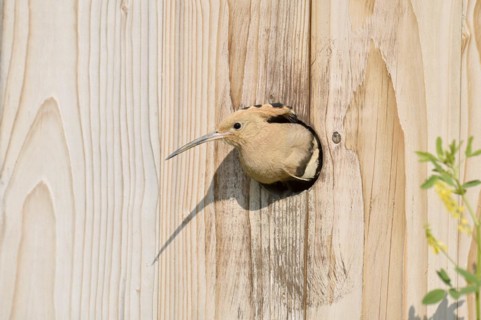 Hoopoe (Upupa epops) at a nesting box, Kaiserstuhl, Baden-Wuerttemberg, Germany, Europe