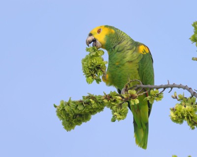 Yellow-headed Amazon (Amazona oratrix belizensis), feeding, Stuttgart, Baden-Wuerttemberg, Germany,