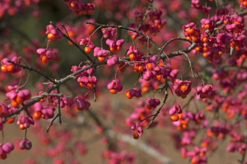 Blossoms of the european spindle (Euonymus europaeus), also known as the common monkshood, Middle