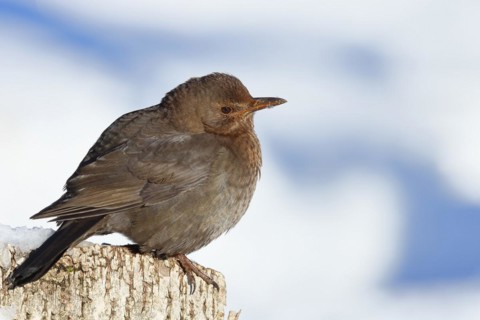 Blackbird (Turdus merula) female, sitting fluffed up up on a tree stump in winter, Wilnsdorf, North