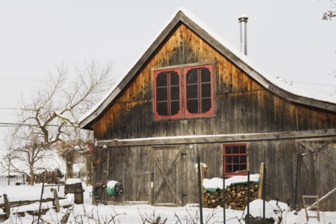 Vitis labrusca, Grapevine plantation and old wooden rustic barn with red trimmed windows in