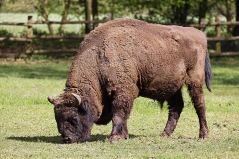 Wisent, European bison (Bos bonasus) also bison bull, bull, captive, Germany, Europe