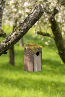 Nesting box for songbirds, meadow orchard, flowering apple trees, Baden, Wuerttemberg, Germany,