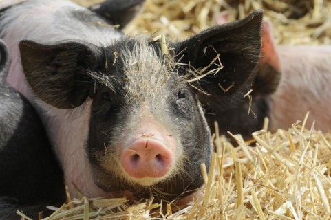 Hallisches Schwein, Schwaebisch-Haellisches Landschwein (Sus scrofa domestica), young animal,