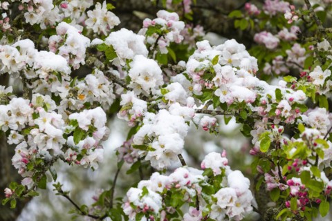 Apple blossom with snow, apple tree (Malus), pome fruit tree (Pyrinae), meadow orchard, spring,