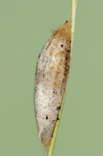 Drinker moth (Euthrix potatoria), cocoon, North Rhine-Westphalia, Germany, Europe