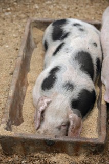 Bentheimer pig (Sus scrofa domesticus), piglet in the feeding trough, North Rhine-Westphalia,