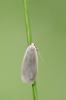Collita griseola (Eilema griseola), North Rhine-Westphalia, Germany, Europe