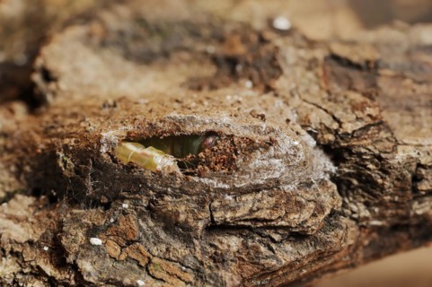 Sallow kitten moth (Furcula furcula), caterpillar building cocoon, North Rhine-Westphalia, Germany,