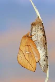 Drinker moth (Euthrix potatoria), freshly hatched butterfly on the cocoon, North Rhine-Westphalia,