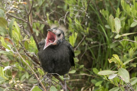 Common grackle (Quiscalus quiscula), baby waiting for food, La Mauricie national park, province of