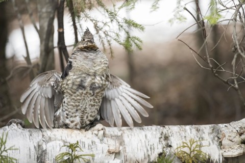 Ruffed grouse (Bonasa umbellus), male drumming to chase other male and to attract females, La