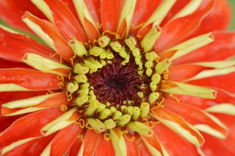 Zinnia (Zinnia elegans, Zinnia violacea), detail of flower, ornamental plant, North