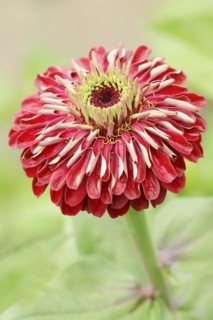 Zinnia (Zinnia elegans, Zinnia violacea), flower, ornamental plant, North Rhine-Westphalia,