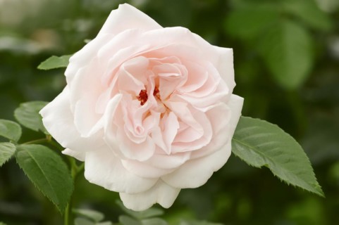 Garden rose or rose 'Graciosa' (Rosa hybrida), flower, ornamental plant, North Rhine-Westphalia,