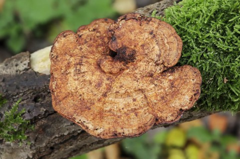 Reddening Tramete or Reddening Leaf Whorl (Daedaleopsis confragosa), North Rhine-Westphalia,