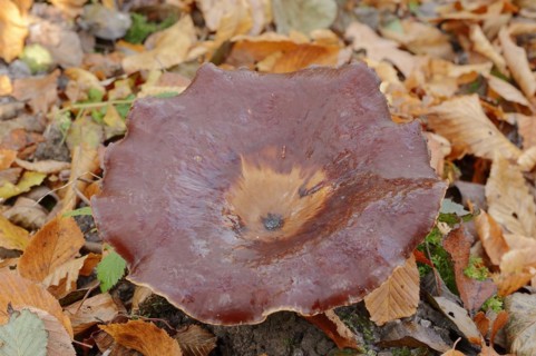 Chestnut-brown stem porling or black-red porling (Picipes badius, Polyporus badius), autumn, North