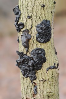 Warty glandular or warty black glandular (Exidia nigricans, Exidia plana), North Rhine-Westphalia,