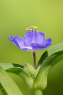 Garden three-master flower (Tradescantia andersoniana), flower, ornamental plant, North