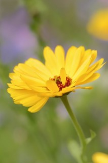 Marigold or garden marigold (Calendula officinalis), flower, North Rhine-Westphalia Germany